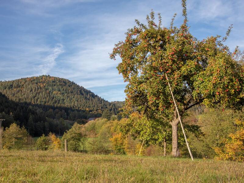 Ein Apfelbaum, gestützt von einem Pfahl, steht im Vordergrund einer herbstlichen Landschaft mit einem bewaldeten Hügel im Hintergrund.