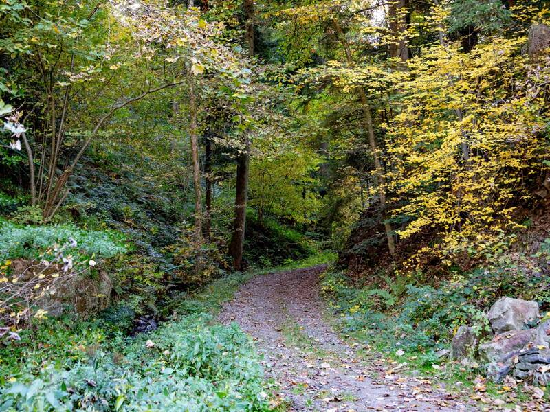 ein Schotterweg führt durch einen herbstlichen Wald