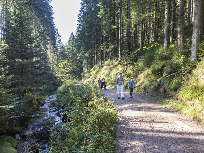 Eine Familie läuft durch den Wald an der Kinzig entlang auf einem Schotterweg